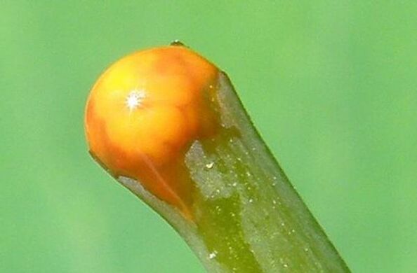 свойства на жълтурчета при лечение на папиломи